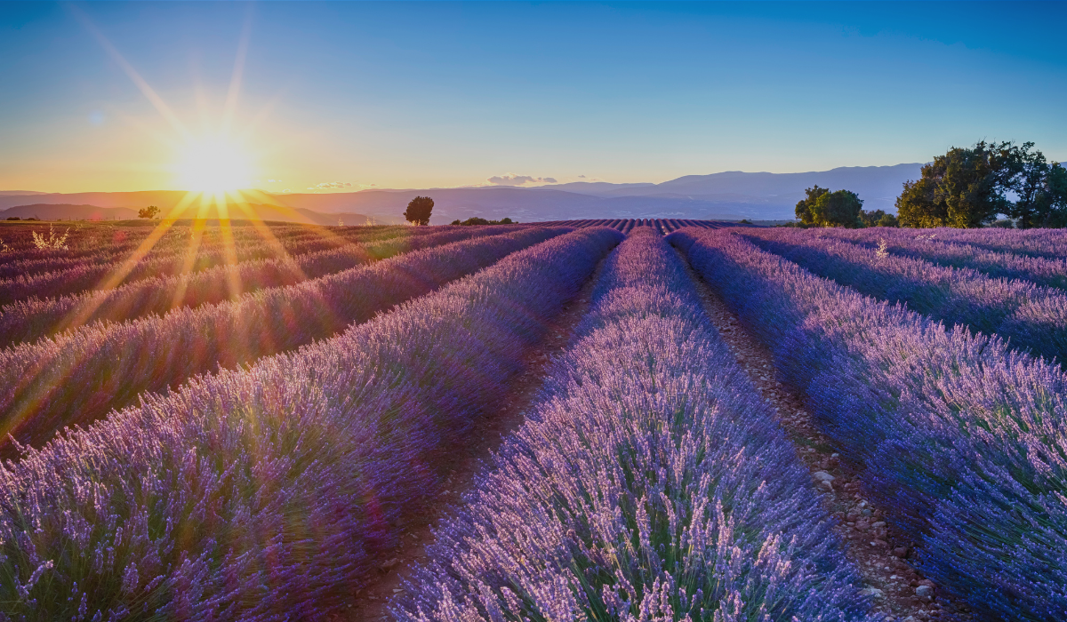 Mental Capacity and Attorneyship