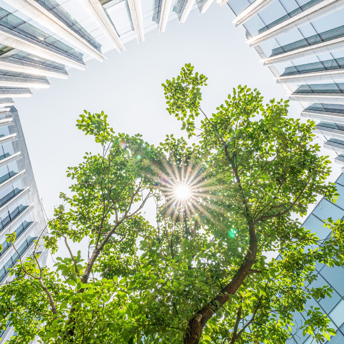 Sustainable Finance Insights