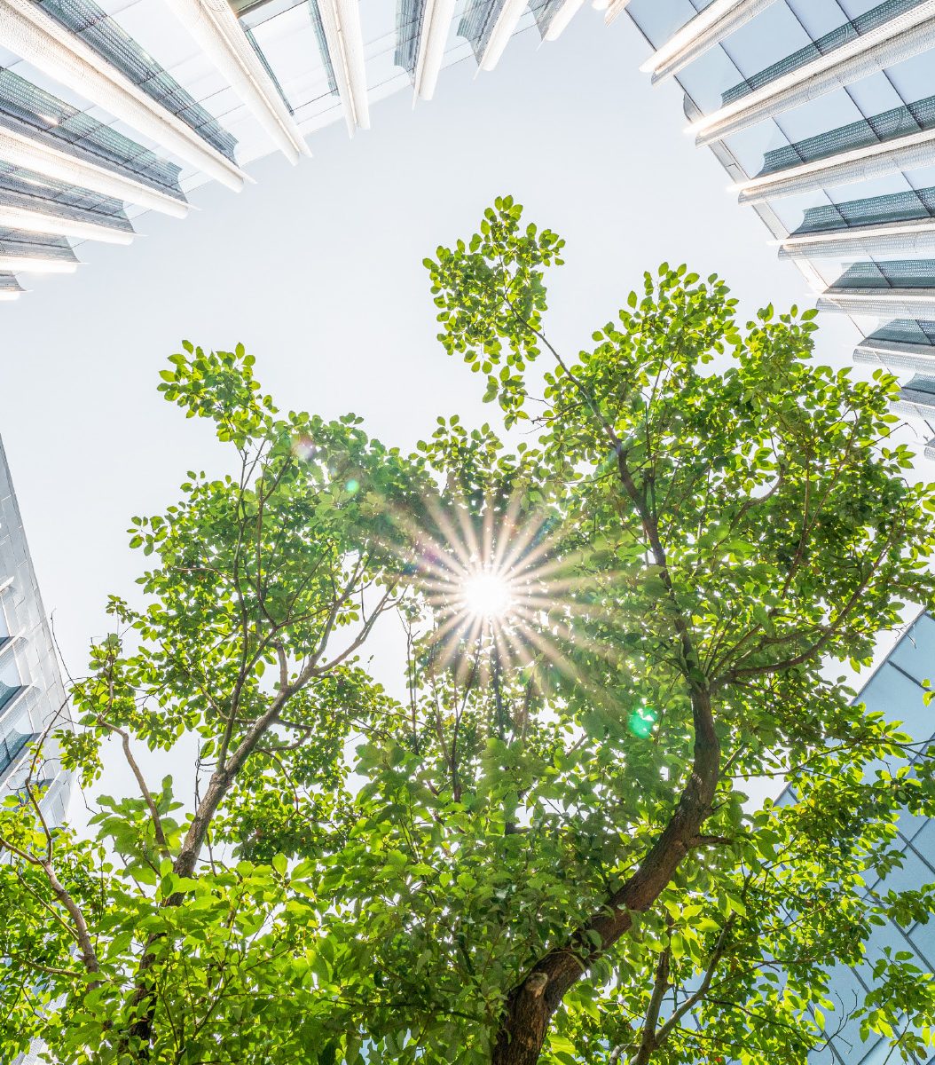 a picture of a tree within a corporate office environment